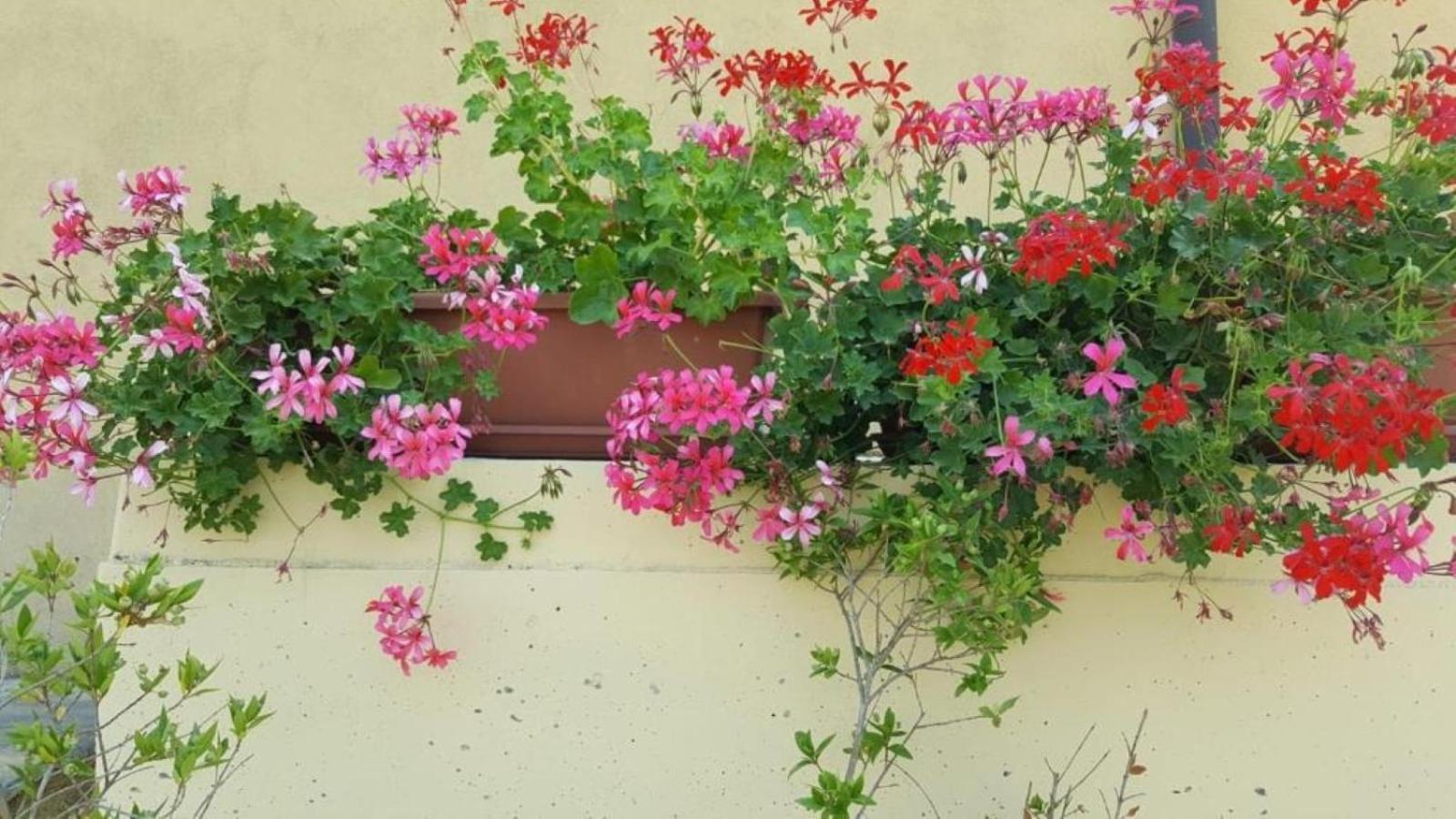 La Smeralda - Boutique Rooms And Breakfast Golfo Aranci Buitenkant foto